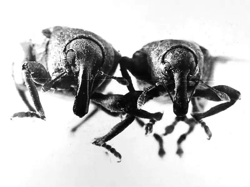 Neochetina eichhorniae y N. bruchi