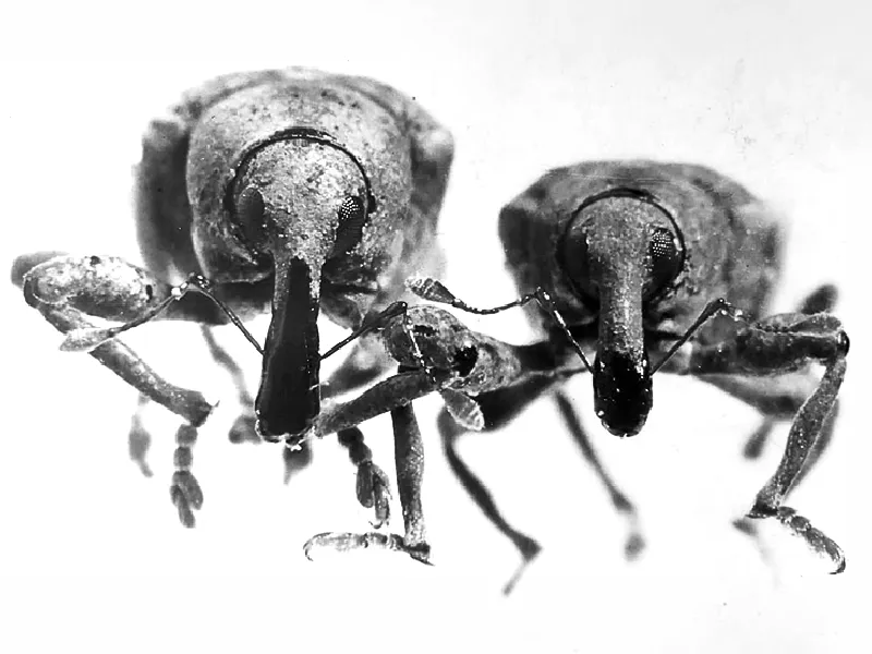 Neochetina eichhorniae y N. bruchi